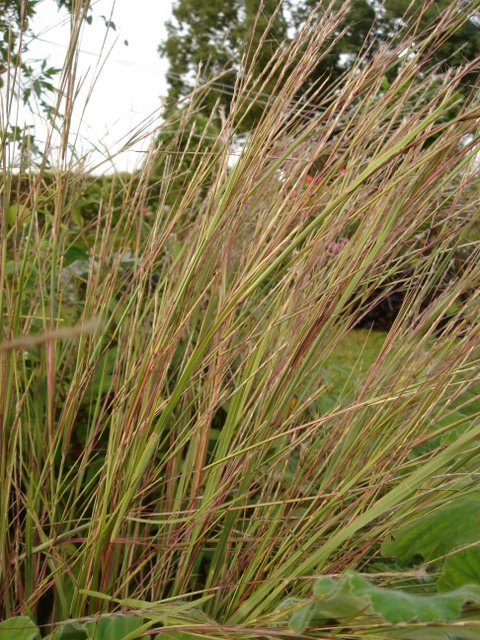 Andropogon gerardiana